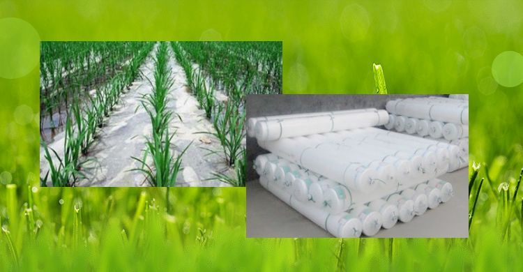 農(nóng)膜，地膜，農(nóng)用薄膜，大棚膜